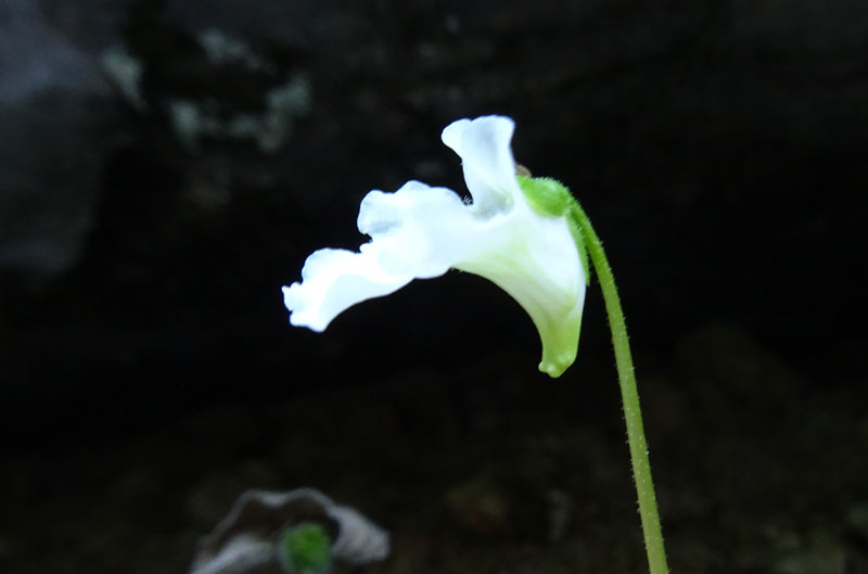 Pinguicula alpina / Pinguicola alpina
